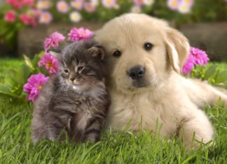 Conflicts in Marriage